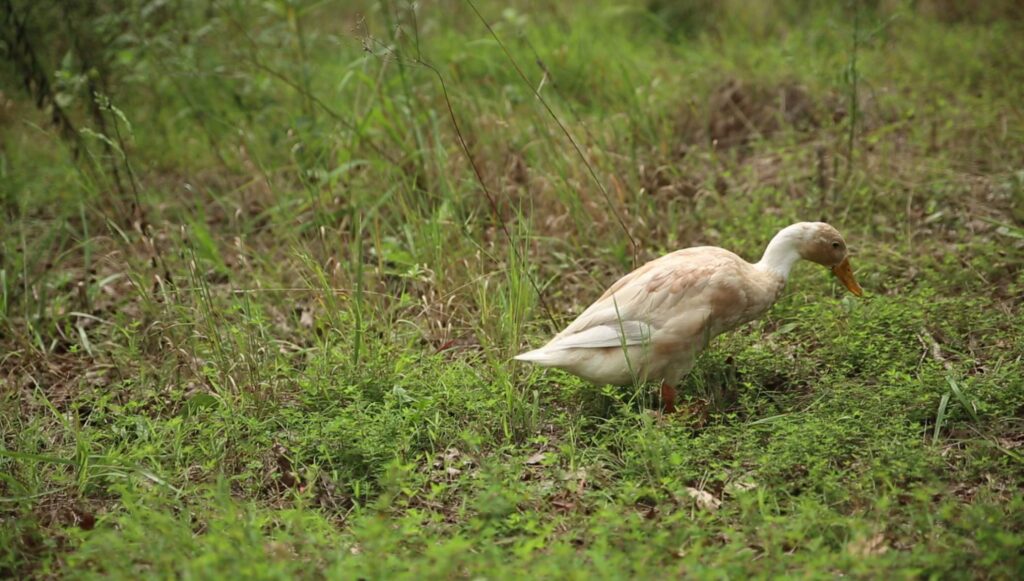 Duck-Foraging